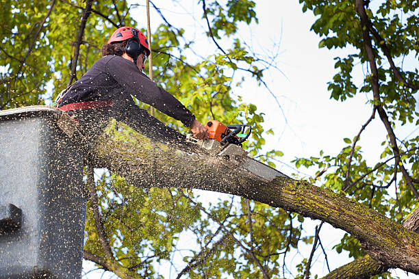 How Our Tree Care Process Works  in  Granger, TX