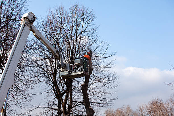 Best Leaf Removal  in Granger, TX